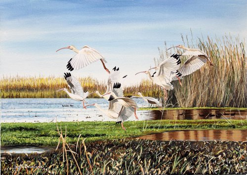 White Ibis by Leslie McDonald, Jr.