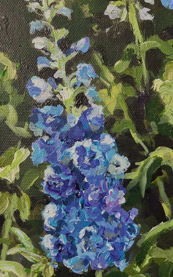 Delphiniums