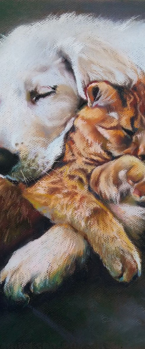 Sweet dreams by Magdalena Palega