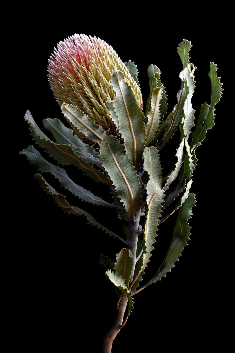 Botanical Photograph By Nadia Culph, 24 X 35", Menziesii Banksia, Original Artwork