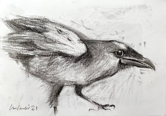 Charcoal Raven #05