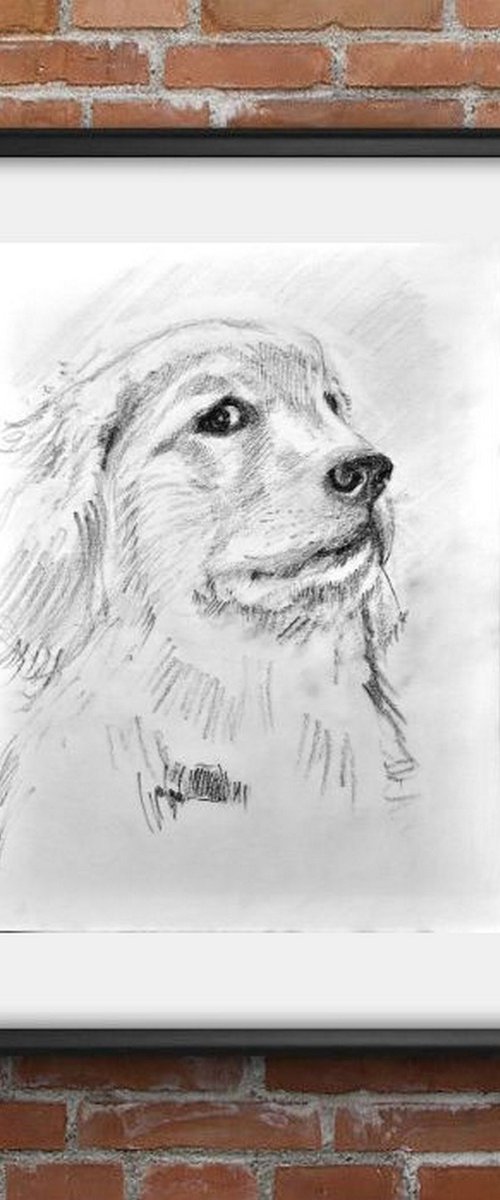 Labrador - The guilty look - Pet Dog sketch by Asha Shenoy