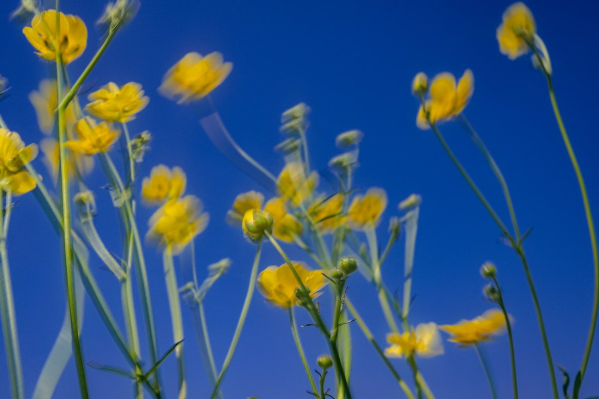 Hello Yellow by Oana M. Bakovic