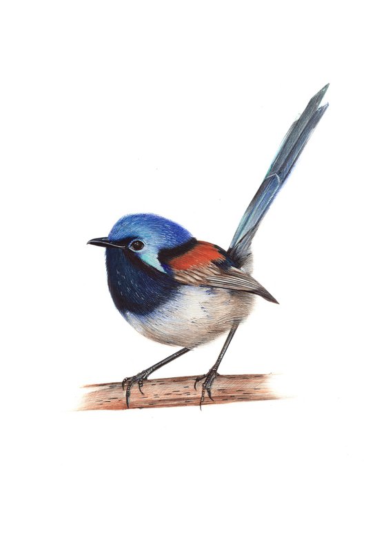 Red-winged Fairywren