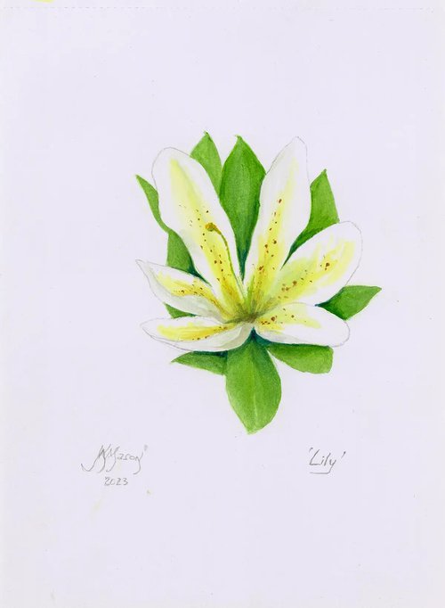 Lily by John N Mason