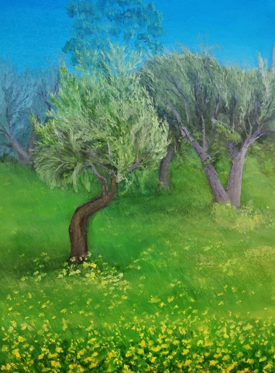 Olive grove in spring. Sicily.