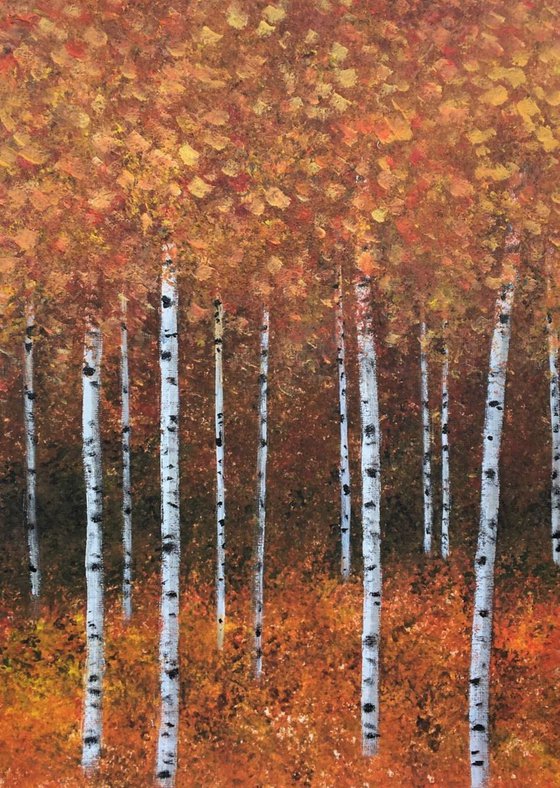 Silver Birch Trees in Autumn