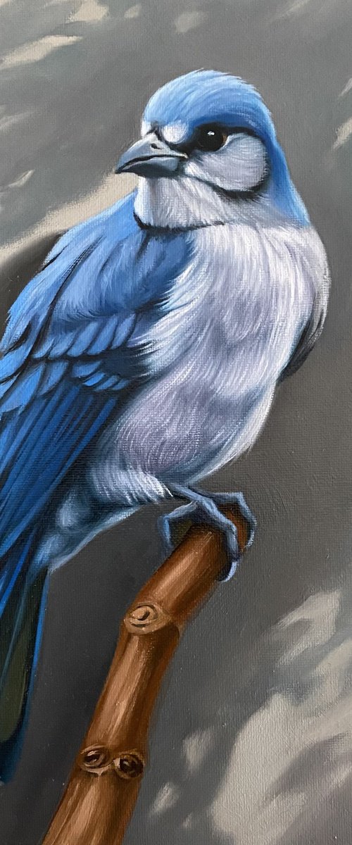 Blue Jay’s Vigil by Ara Gasparian