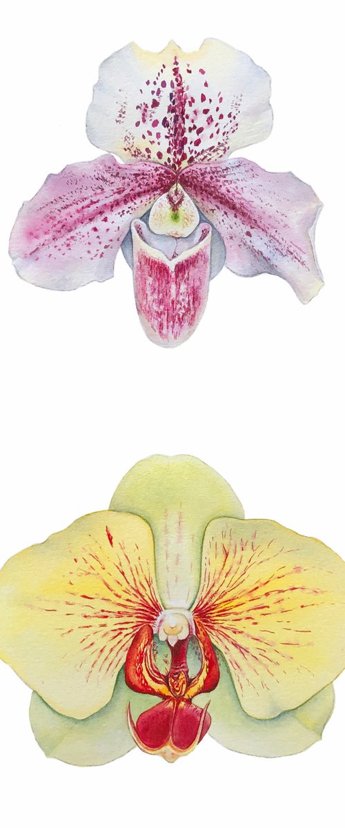 Two orchids. A series of original watercolour artwork. by Nataliia Kupchyk