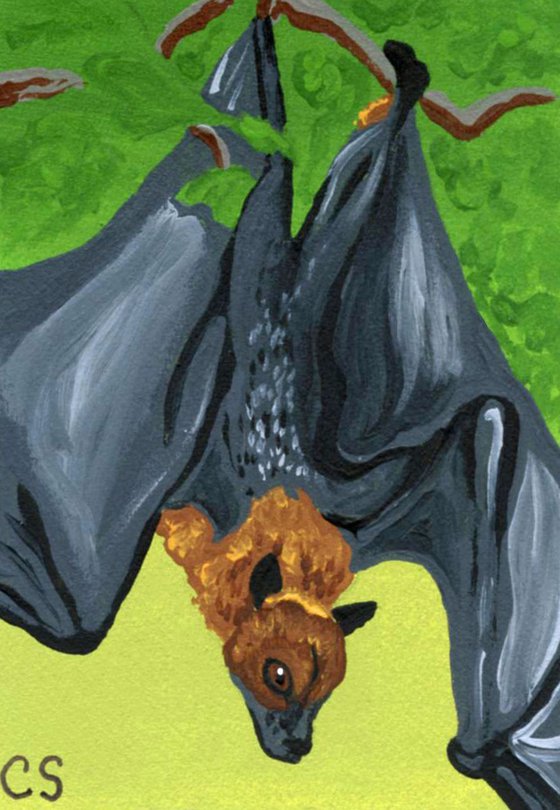 ACEO ATC Original Miniature Painting Flying Fox Bat Wildlife Art-Carla Smale