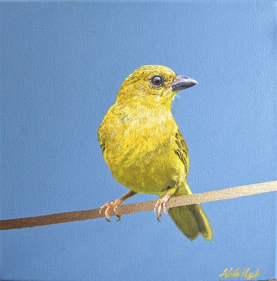 Yellow Warbler - Bird on Wire Series