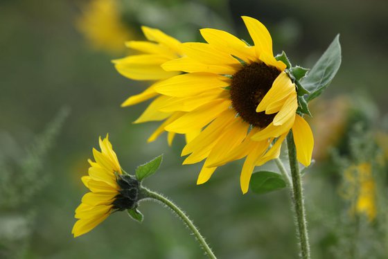 Sunflowers in the wind