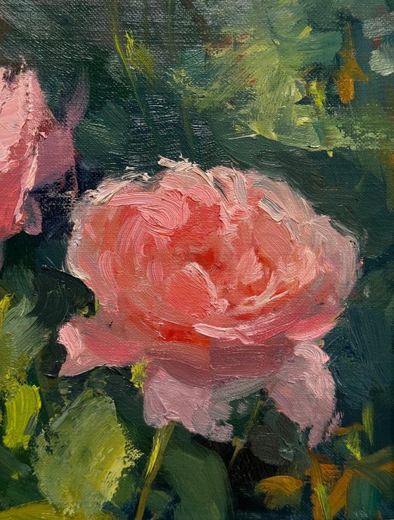 Strawberry Hill Roses