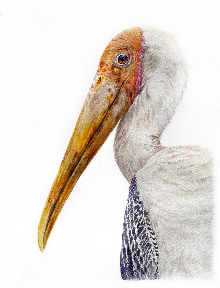 Photorealistic Animal Watercolour By Tetiana Savchenko, 11 X 15", Painted Stork, Bird Portrait, Original Artwork