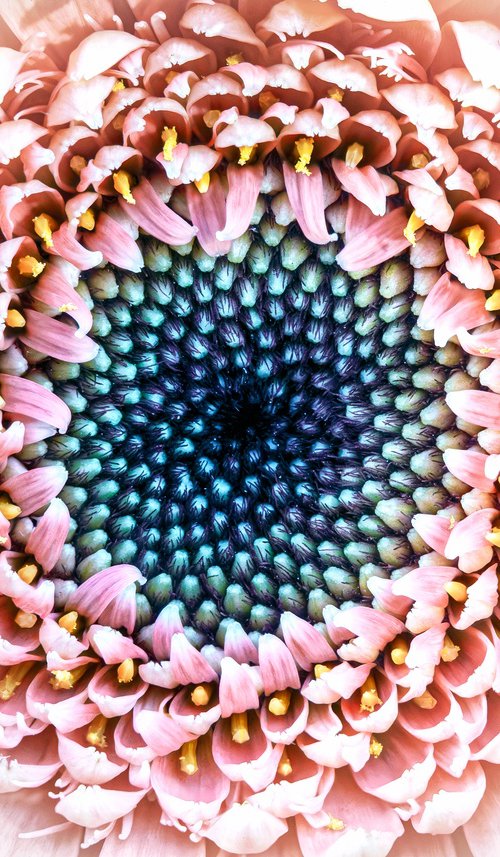 The Still Swirl of Gerbera by Inna Etuvgi