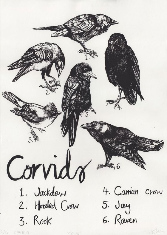 Corvids