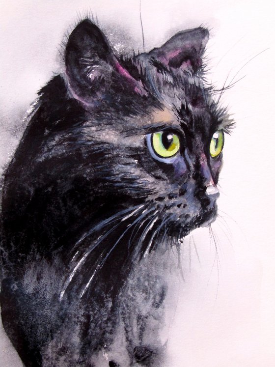 Black cat