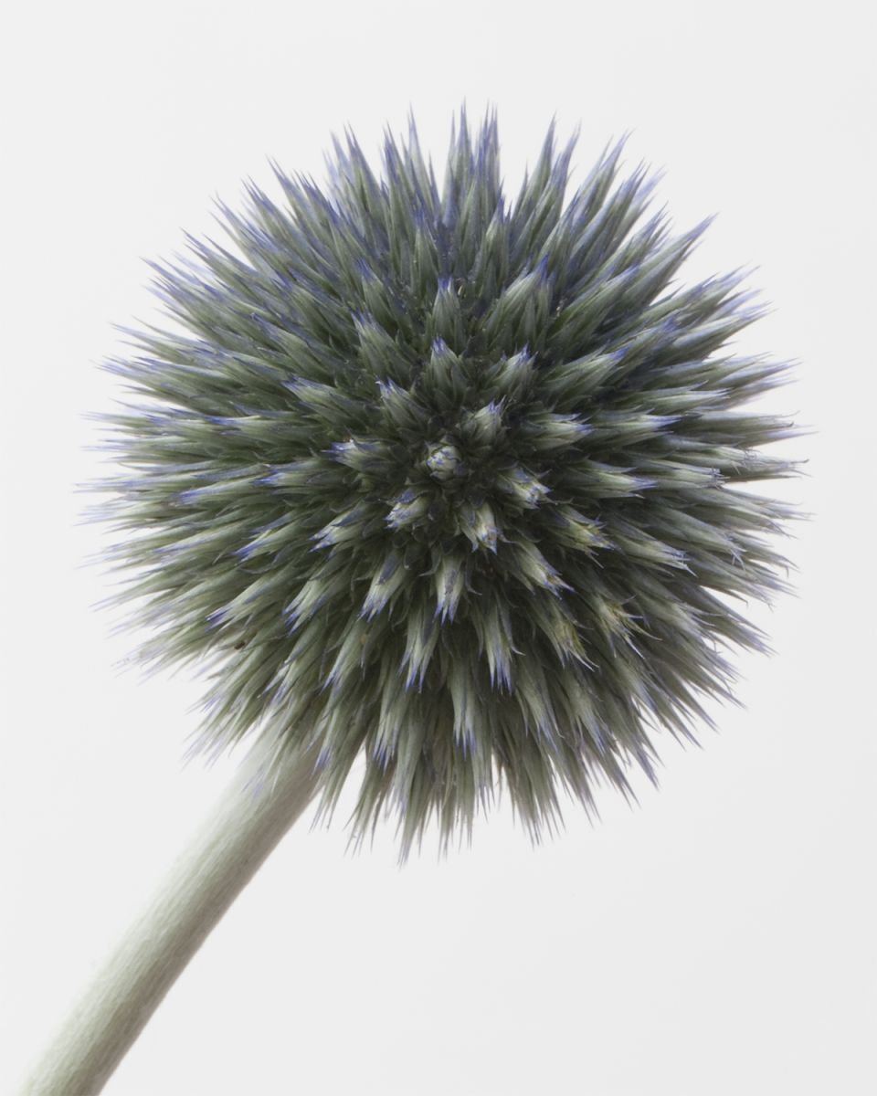 Echinops by Fenris Oswin