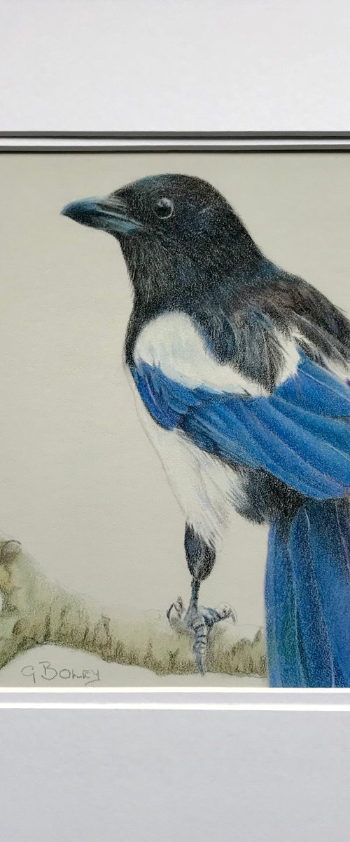 Magpie by Geraldine Boley