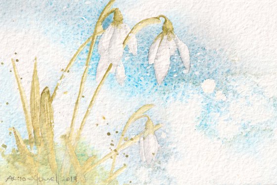 Sapphire Snowdrops