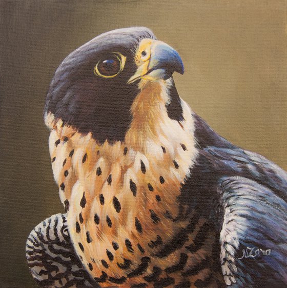 Peregrine Falcon