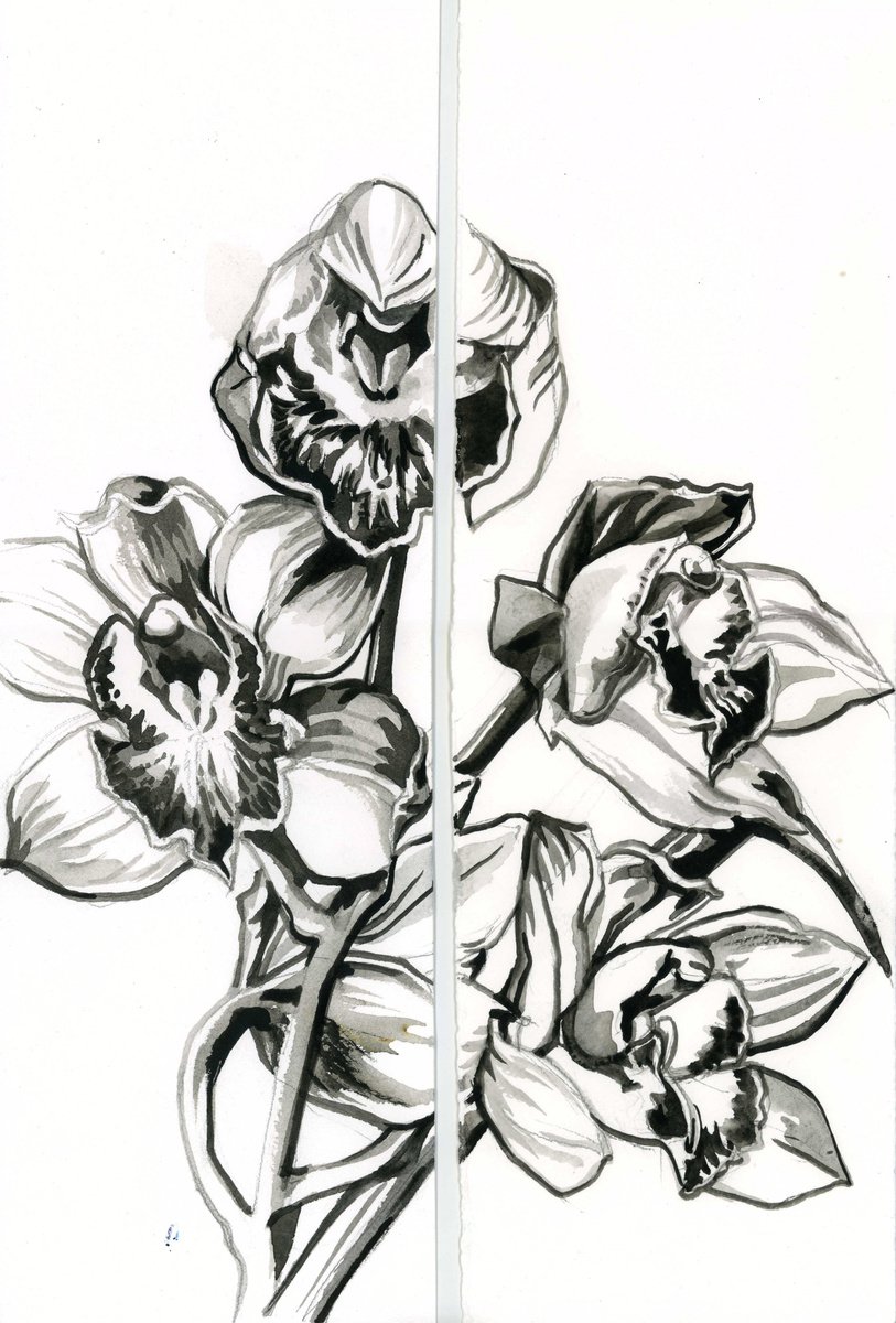 Impressionistic Botanical Drawing By Alfred Ng, 10 X 15, Orchid Brush Drawing Diptych, Original Artwork