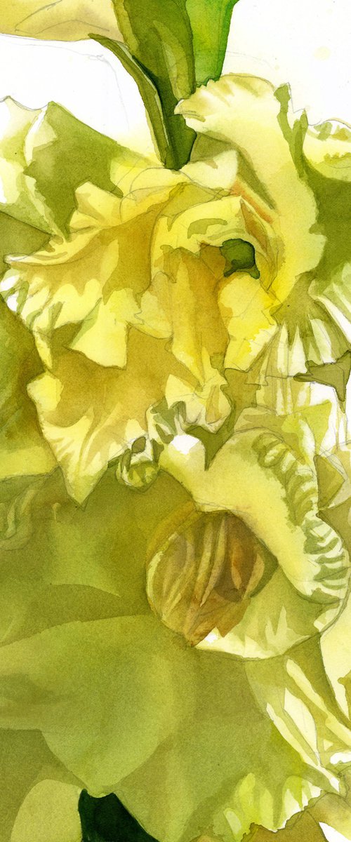 yellow gladiolos watercolor floral by Alfred  Ng