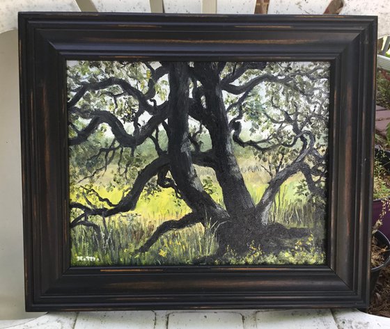 PATRIOT OAK # 2