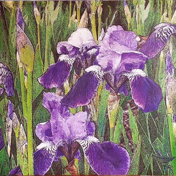 SUMMER RAIN / IRISES