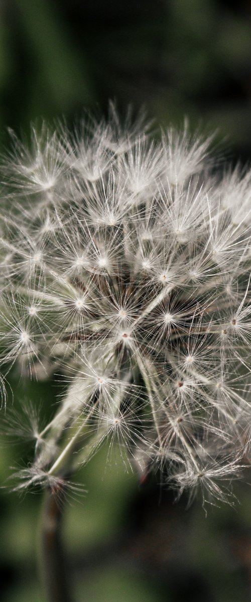 Whispers on the wind by Sherryl Dyson
