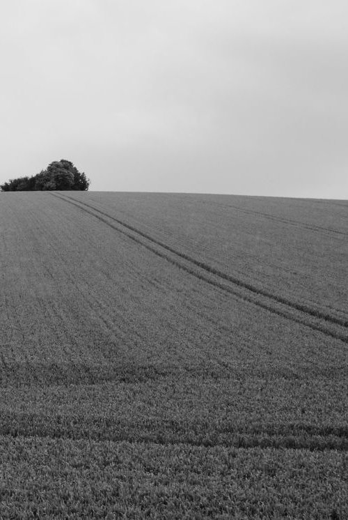 Corn field, Oxfordshire, England by Charles Brabin