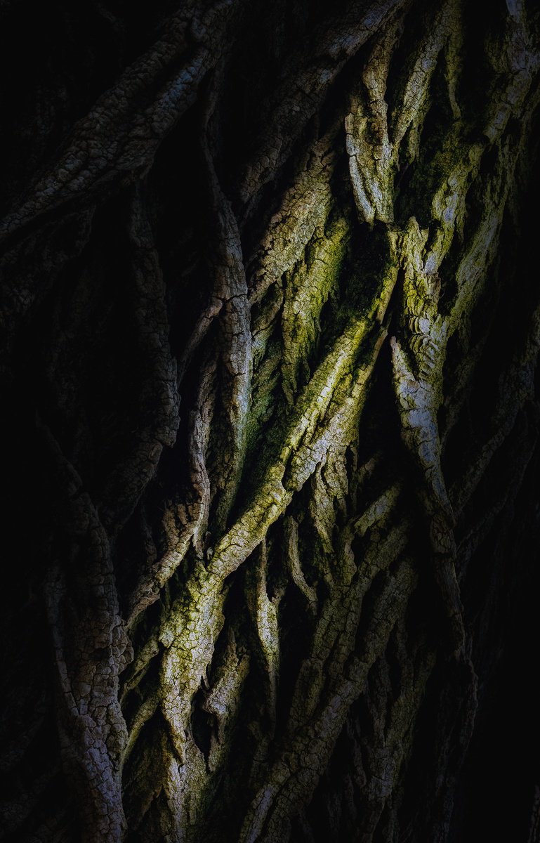 Abstract Still Life Photograph By Karim Carella, 31 X 45", Lifeblood #5, Original Artwork