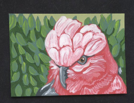 ACEO ATC Original Miniature Painting Galah Rose Breasted |Cockatoo Parrot Pet Bird Art-Carla Smale