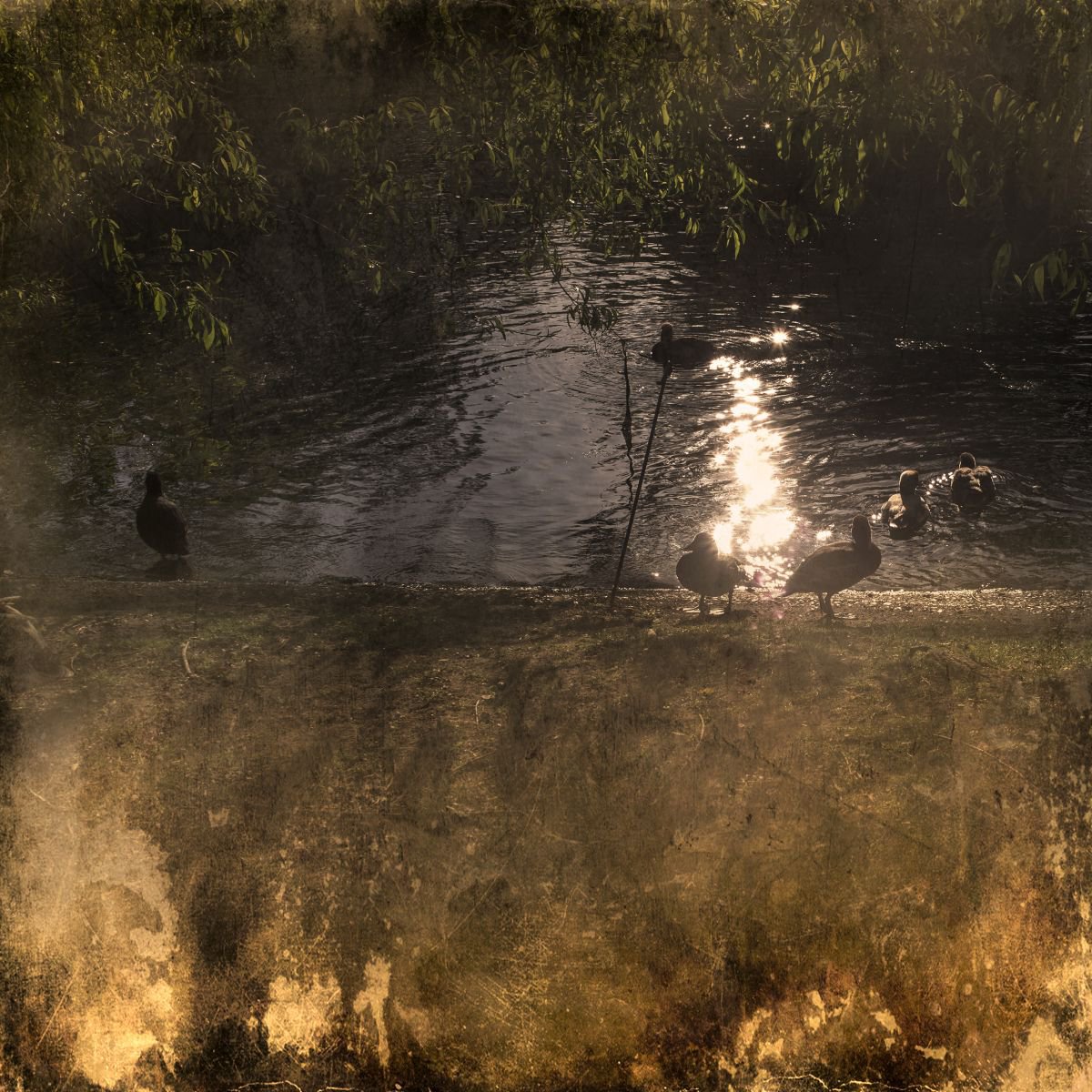 Ducks in the Water by Chiara Vignudelli