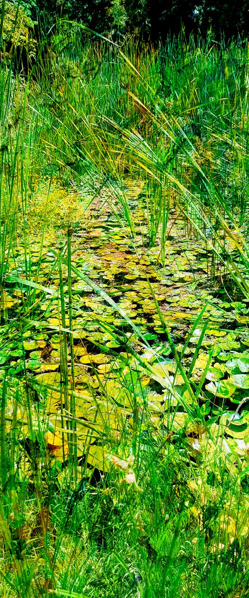 Impressionist pond by Viet Ha Tran