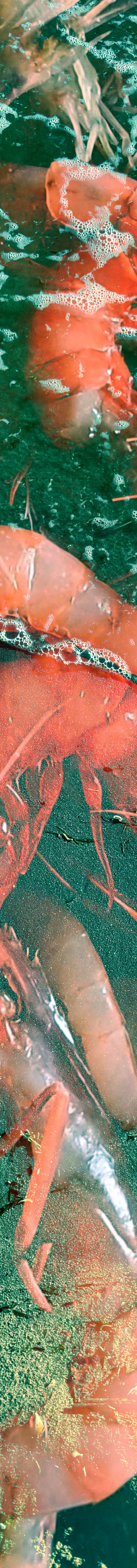 PhotoCollage Red Green Shrimp by Yuliia Sharapova
