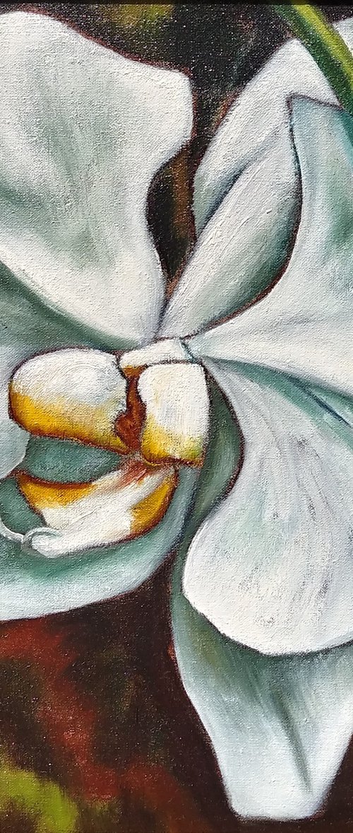 "Moth Orchid III" by Lorie Schackmann