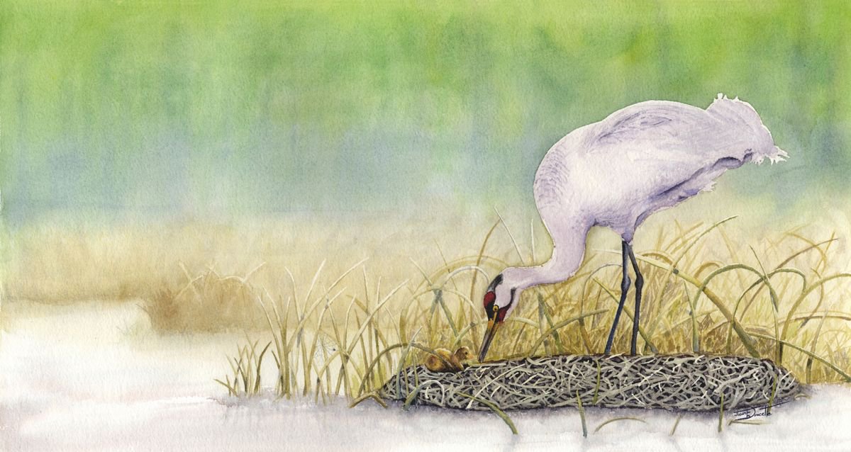 A New Dawn - Whooping Crane by Jason Edward Doucette