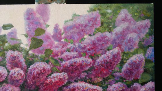 The Sunny Lilac Bush