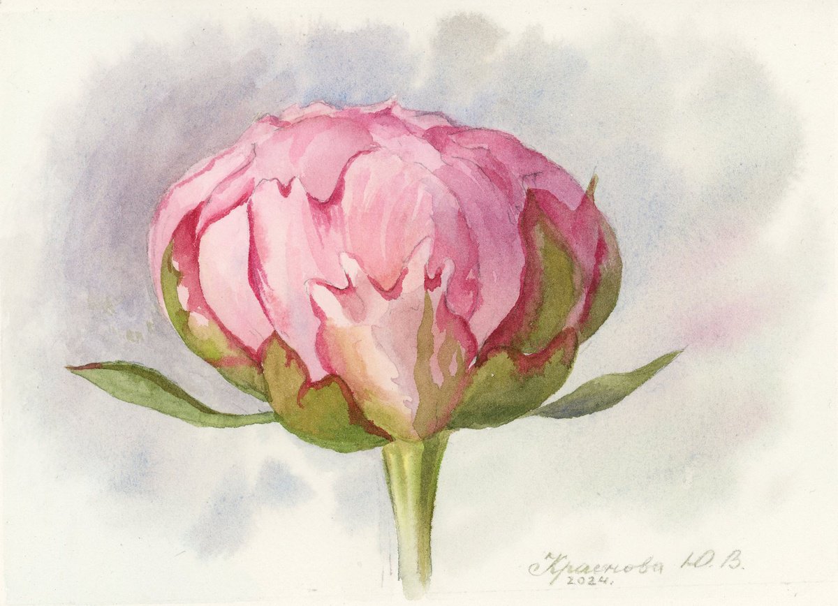 Yulia Krasnov | Original  Watercolour | Peonies. Set Of 3 (2024) | 23 X 21Cm | Artwork For Sale On Artfinder