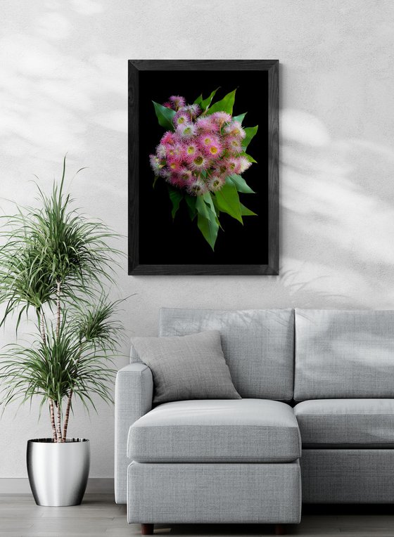 Corymbia Precious Pearl