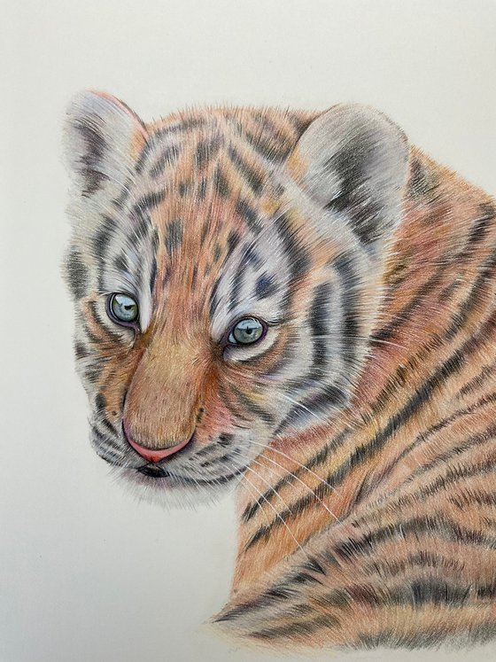 ‘Innocence’ Tiger cub drawing