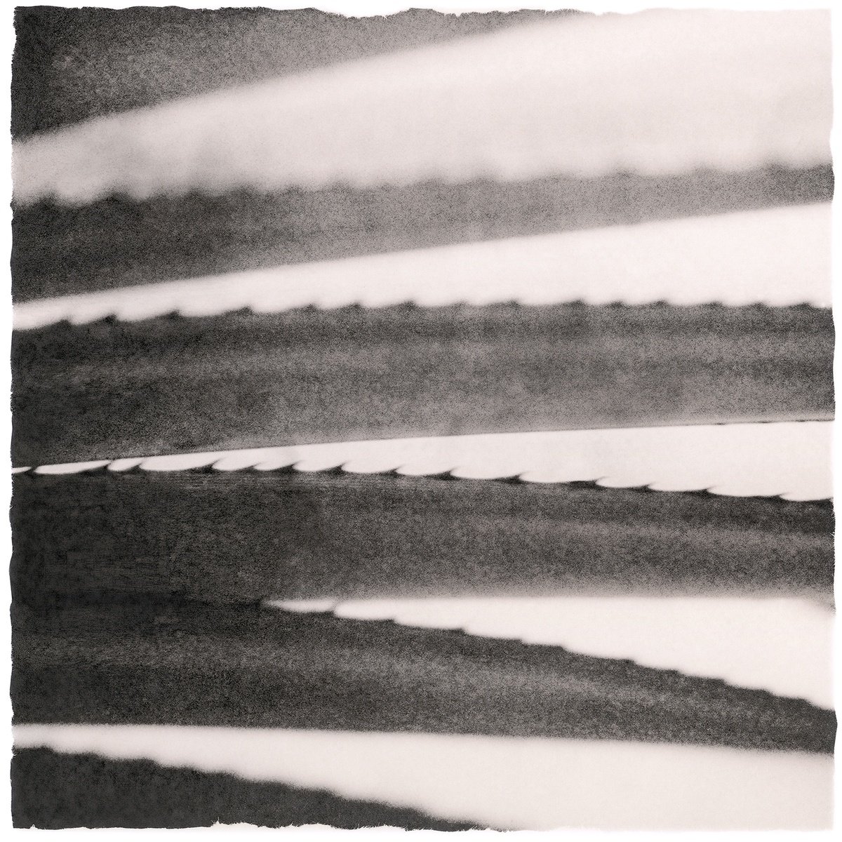 Impressionistic Botanical Photograph By Heike Bohnstengel, 12 X 12, Plant Studies, Agave, Original Artwork