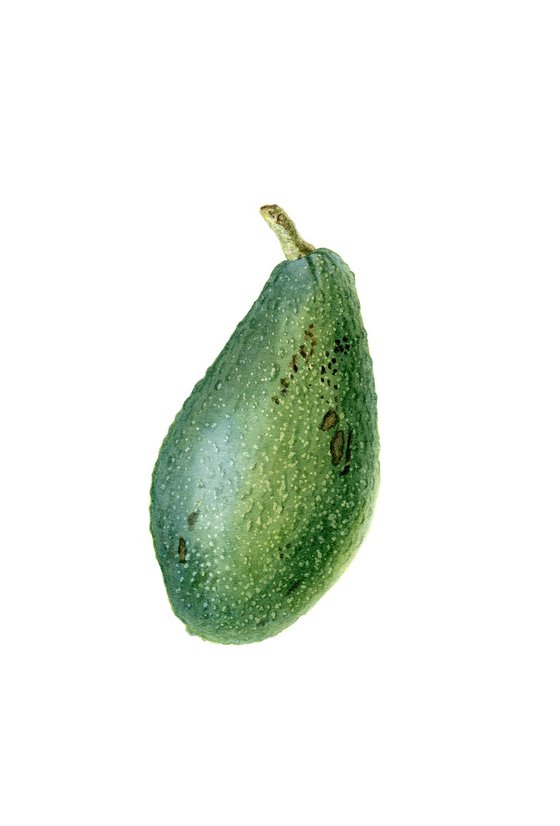 Avocado Fruit