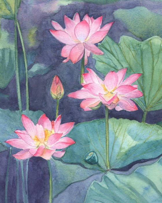 Pink Lotus Flowers