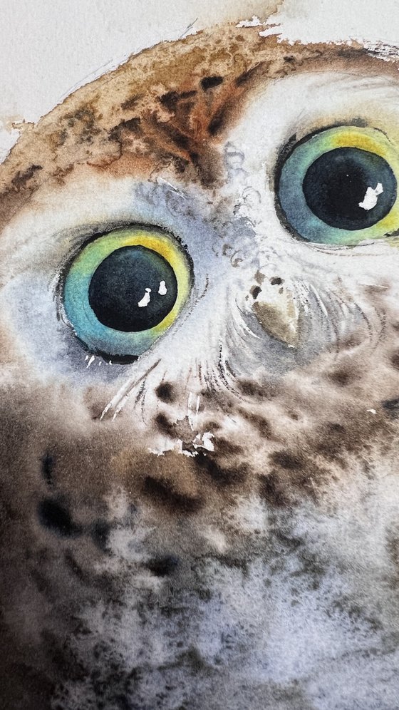 Owlet’s Wonder