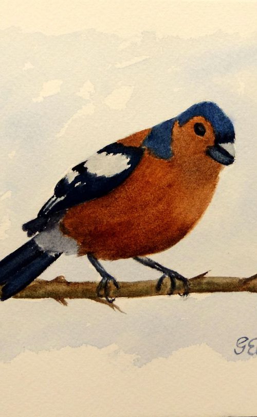 Chaffinch by Graham Evans