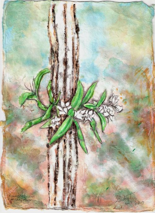 Dendrobium eriaeflorum by Gordon T.