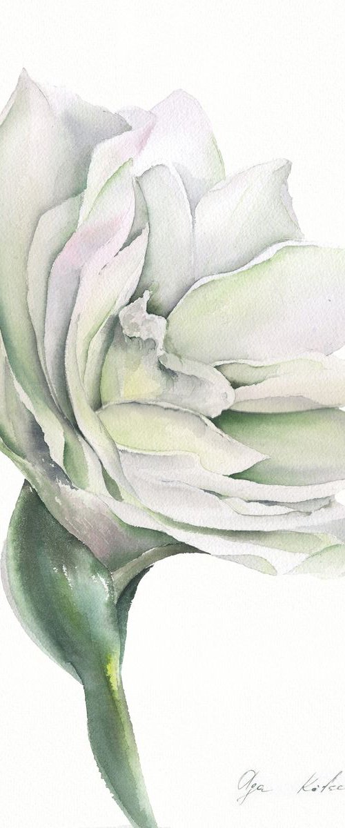 White Amaryllis by Olga Koelsch