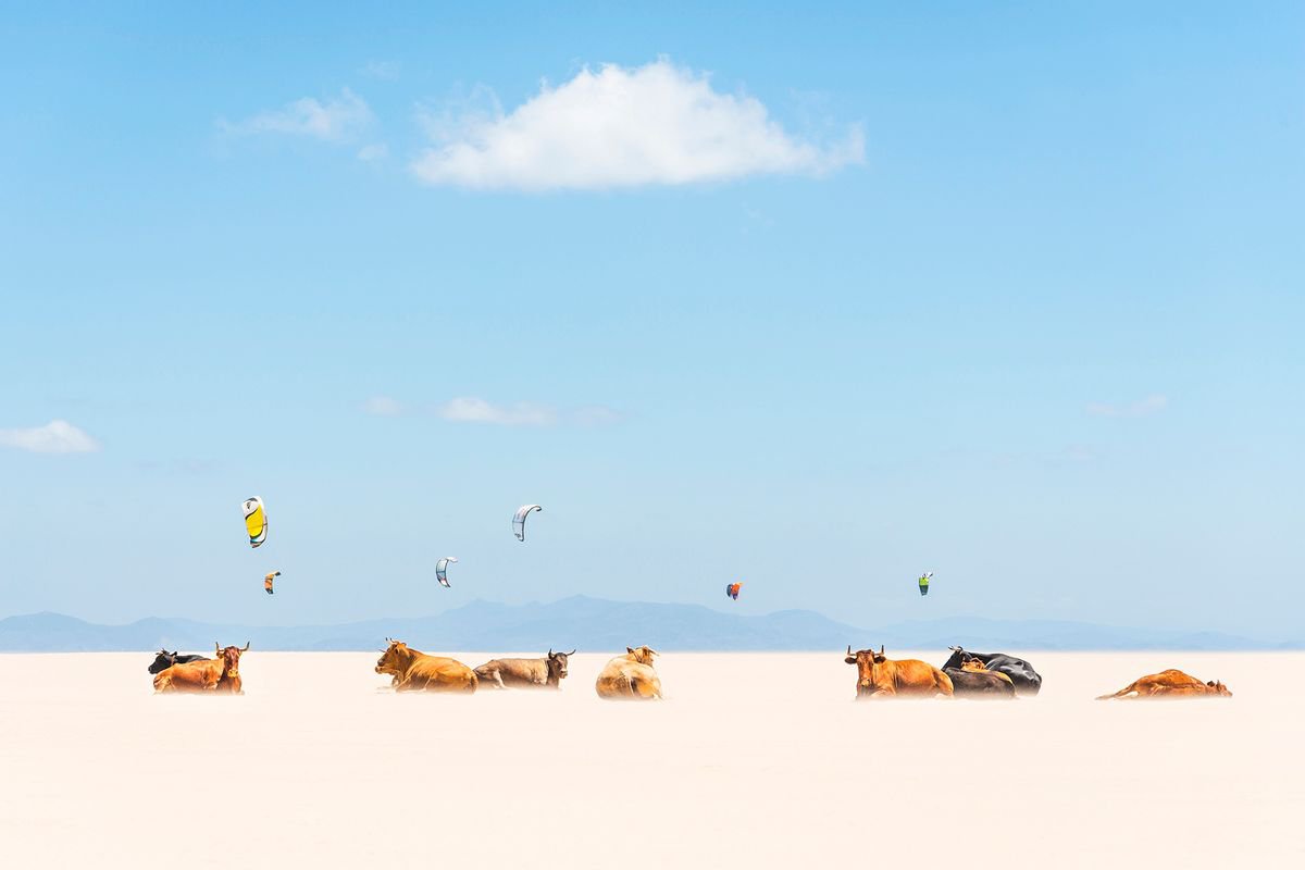 Photorealistic Animal Photograph By Andrew Lever, 60 X 40, Cows And Kites, Original Artwork